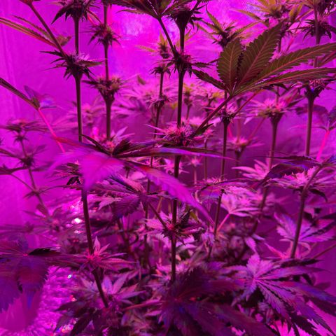 Biscotti growlog timeline photo