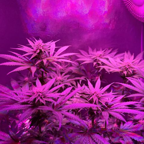 Biscotti growlog timeline photo