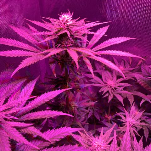 Biscotti growlog timeline photo