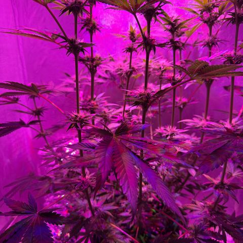 Biscotti growlog timeline photo