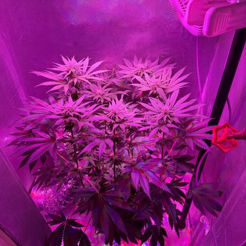 Biscotti growlog timeline photo