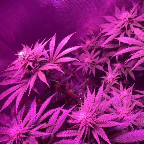 Biscotti growlog timeline photo