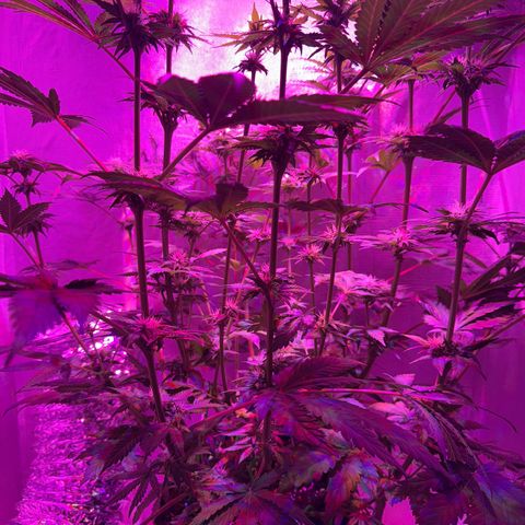 Biscotti growlog timeline photo