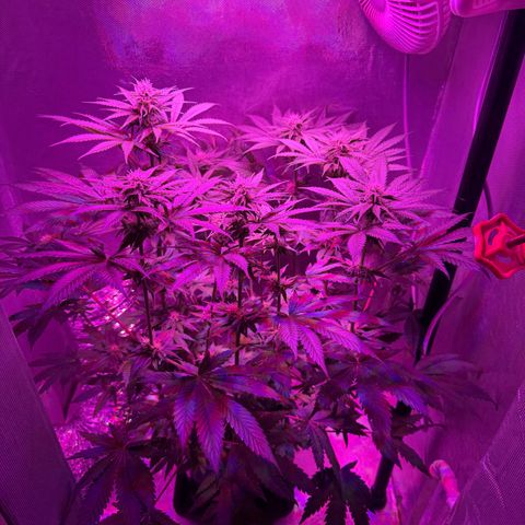 Biscotti growlog timeline photo