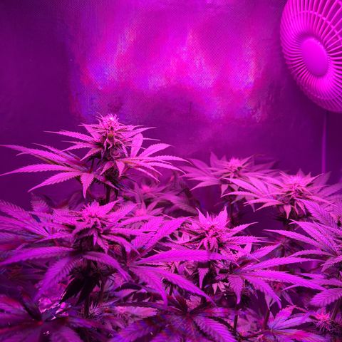 Biscotti growlog timeline photo