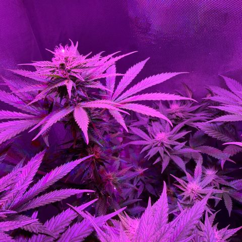 Biscotti growlog timeline photo