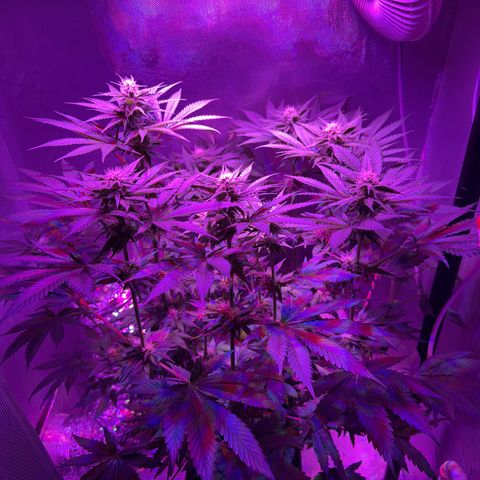 Biscotti growlog timeline photo