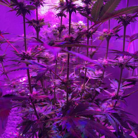 Biscotti growlog timeline photo