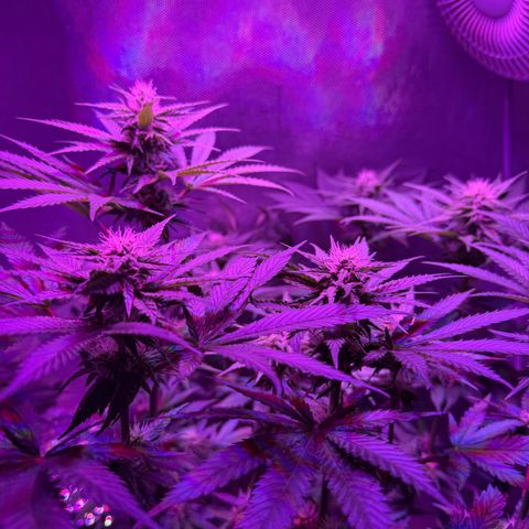 Biscotti growlog timeline photo