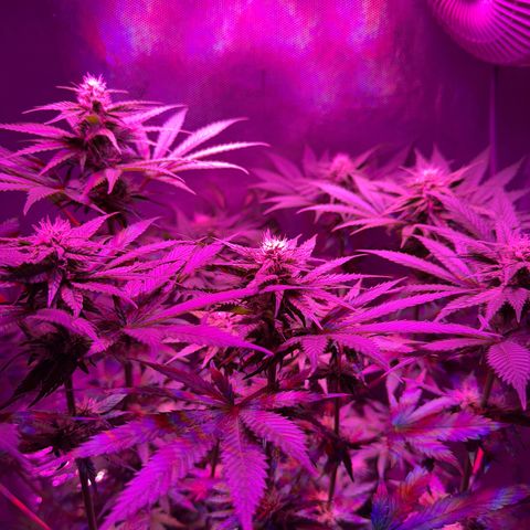 Biscotti growlog photo: Vor dem Lollipoppen