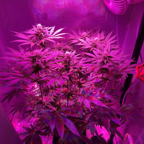 Biscotti growlog photo: Vor dem Lollipoppen