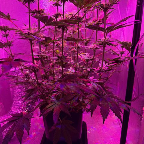 Biscotti growlog photo: Vor dem Lollipoppen