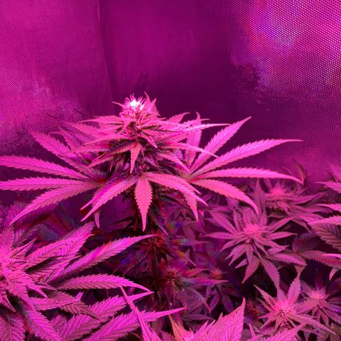 Biscotti growlog photo: Vor dem Lollipoppen