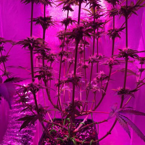 Biscotti growlog photo: Nach dem Lollipoping