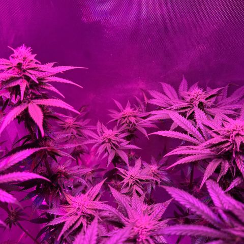 Biscotti growlog photo: Nach dem Lollipoping