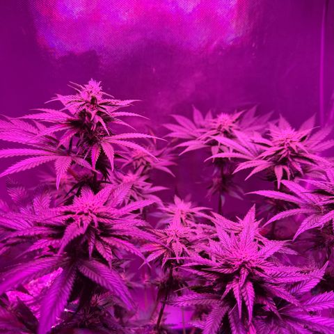 Biscotti growlog photo: Nach dem Lollipoping