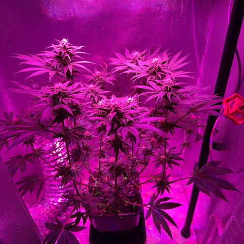Biscotti growlog photo: Nach dem Lollipoping