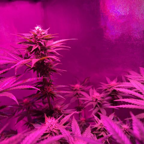 Biscotti growlog timeline photo