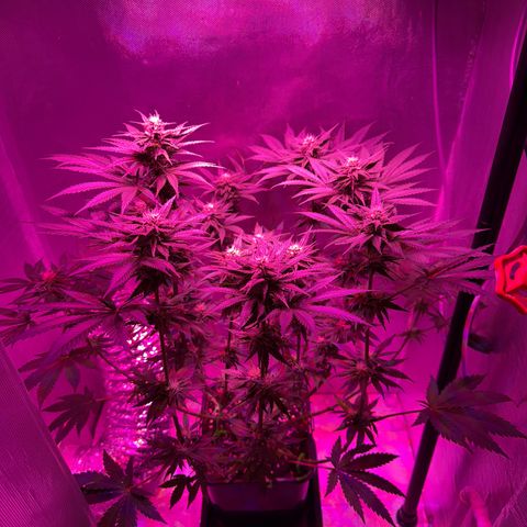 Biscotti growlog timeline photo