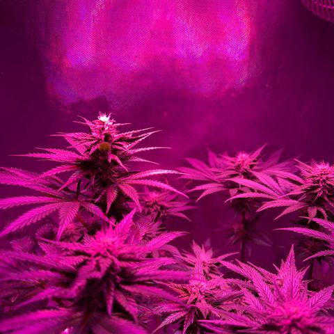 Biscotti growlog timeline photo