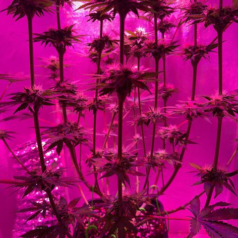 Biscotti growlog timeline photo