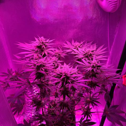 Biscotti growlog timeline photo