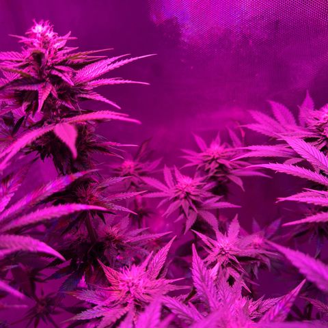 Biscotti growlog timeline photo