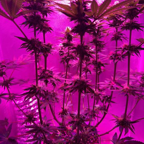 Biscotti growlog timeline photo