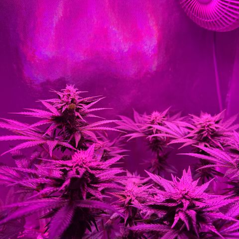 Biscotti growlog timeline photo