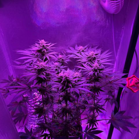 Biscotti growlog timeline photo