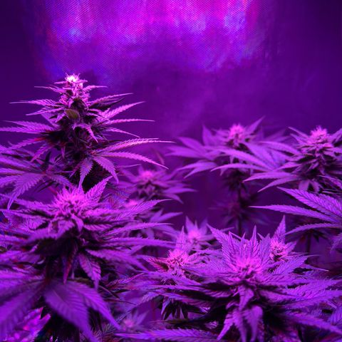 Biscotti growlog timeline photo
