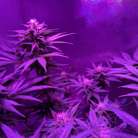 Biscotti growlog timeline photo