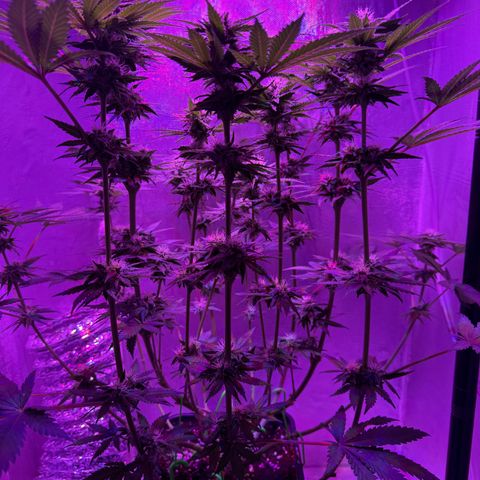 Biscotti growlog timeline photo