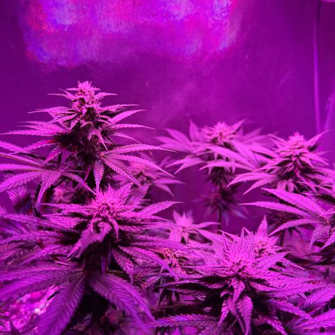 Biscotti growlog timeline photo
