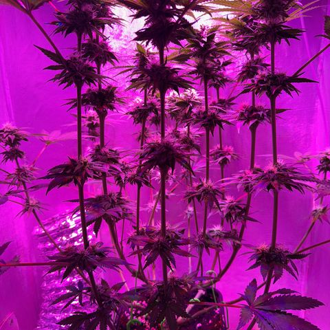 Biscotti growlog timeline photo