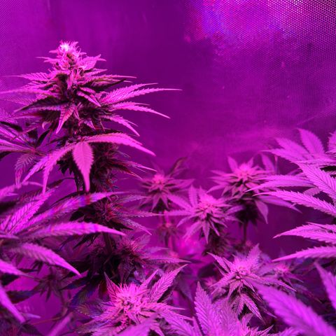 Biscotti growlog timeline photo