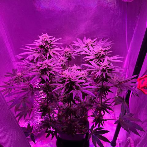 Biscotti growlog timeline photo