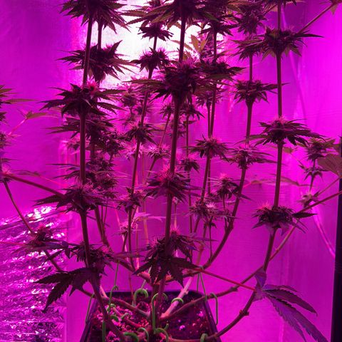 Biscotti growlog timeline photo