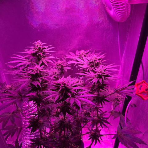 Biscotti growlog timeline photo