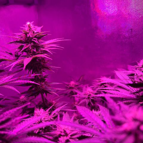 Biscotti growlog timeline photo