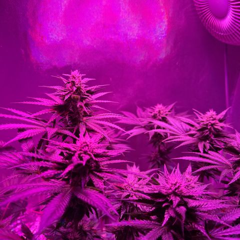 Biscotti growlog timeline photo