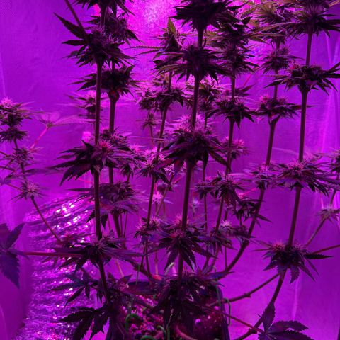 Biscotti growlog timeline photo