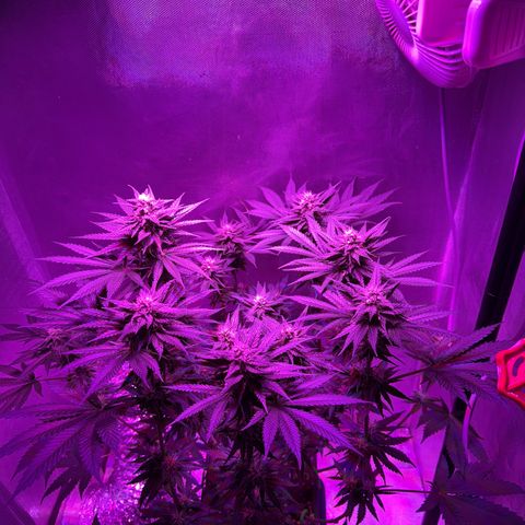 Biscotti growlog timeline photo