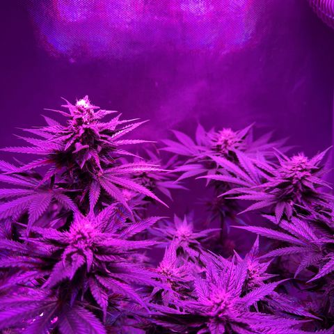 Biscotti growlog timeline photo