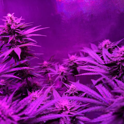 Biscotti growlog timeline photo