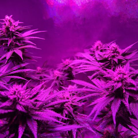 Biscotti growlog timeline photo
