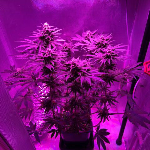 Biscotti growlog timeline photo