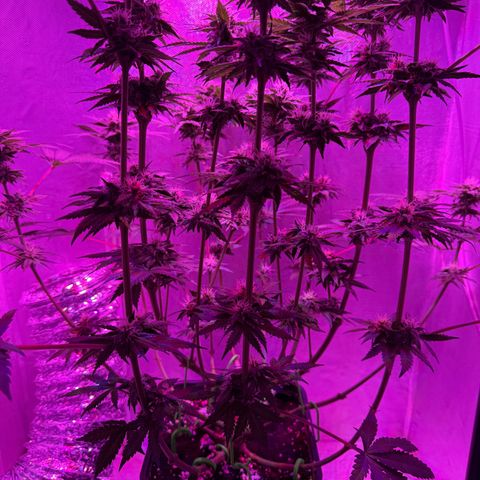 Biscotti growlog timeline photo