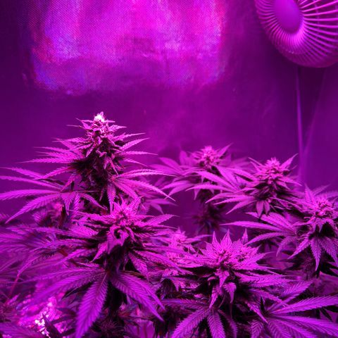 Biscotti growlog timeline photo