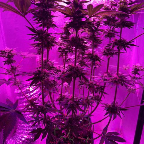 Biscotti growlog timeline photo